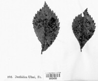 Dothidella ulmi image